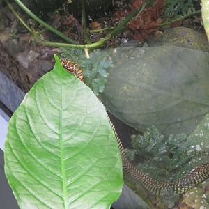 Paradise Flying Snake