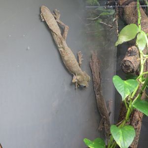 Giant Leaf-tailed Gecko