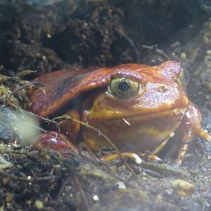Sambava Tomato Frog