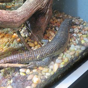 Southeastern Girdled Lizard