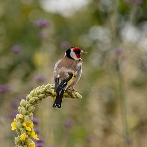 Goldfinch
