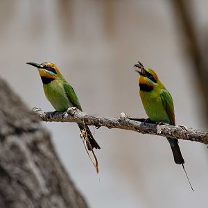 Rainbow Bee-eaters