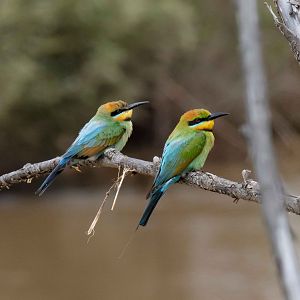 Rainbow Bee-eaters