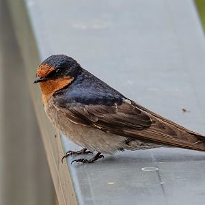Welcome Swallow