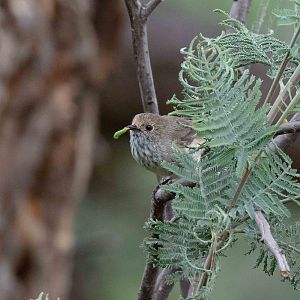 Brown Thornbill