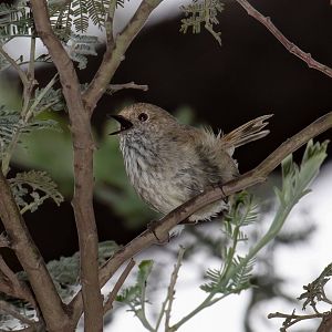 Brown Thornbill