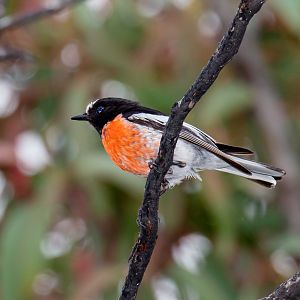 Scarlet Robin