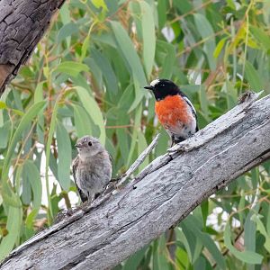 Scarlet Robin, juvenile and adult male