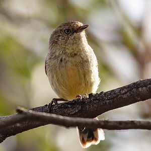 Buff-breasted Thornbill