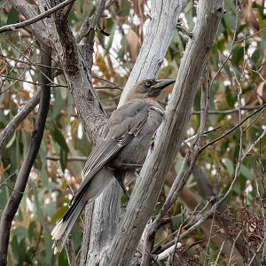 Grey Currawong juvenile