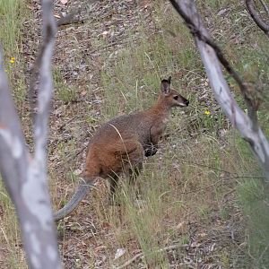 Red-necked Wallaby