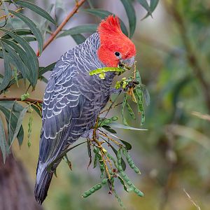 Gang-gang Cockatoo