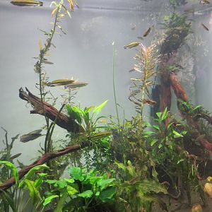 Madagascar Rainbowfish and Killifish