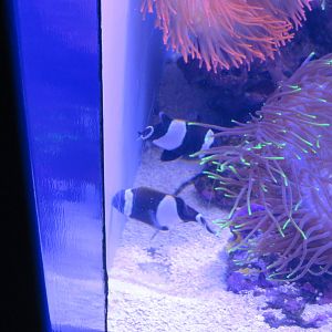 Wide-band Anemonefish