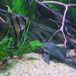 Freshwater Angelfish and Pleco