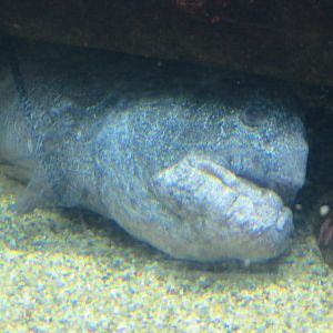 Wolf Eel