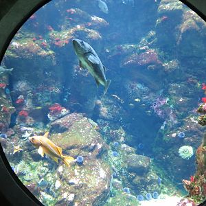 Aquarium Tank