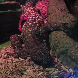 Mexican Beaded Lizard