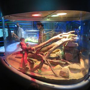 Woma Python and Centralian Python Exhibit