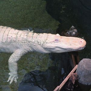 Albino American Alligator