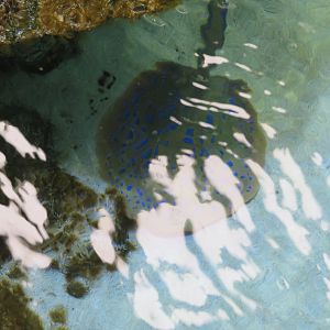 Blue-spotted Ribbontail Stingray
