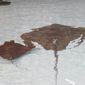 Flapnose Ray and Honeycomb Stingray