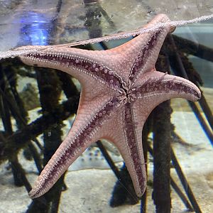 Chocolate Chip Sea Star