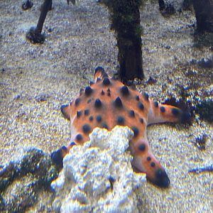 Chocolate Chip Sea Star