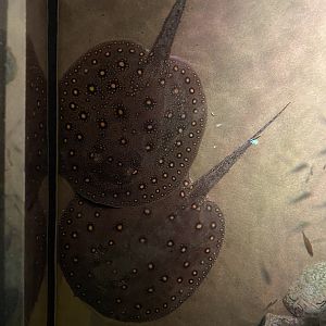 Ocellate River Stingrays