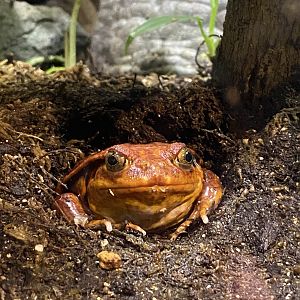 Sambava Tomato Frog