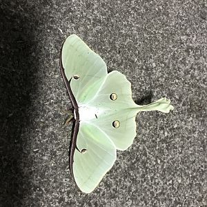 Luna Moth