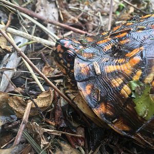 Eastern Box Turtle