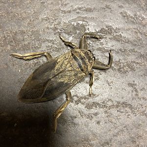 Giant Water Bug