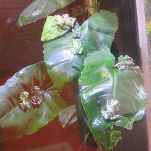 Riggenbach's Reed Frog