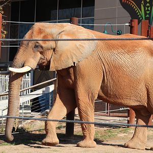 African Savanna - African Elephant