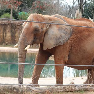 African Savanna - African Elephant