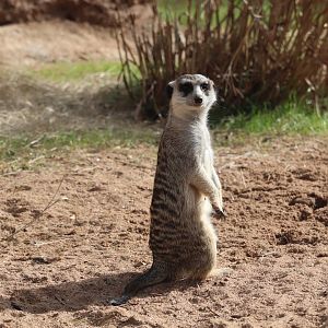 African Savanna - Slender-Tailed Meerkat