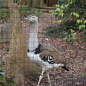 African Savanna - Kori Bustard