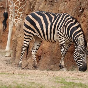African Savanna - Plains Zebra