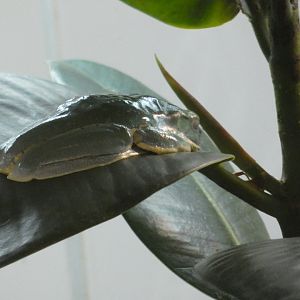 Sylvia's leaf frog