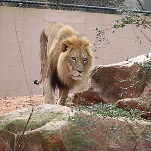 African Savanna - African Lion