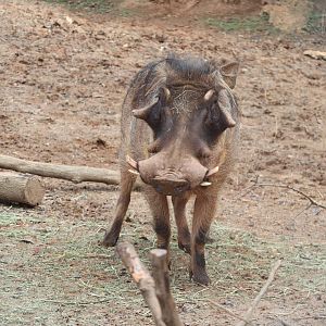African Savanna - Common Warthog