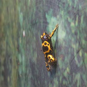 Yellow-banded Poison Dart Frog