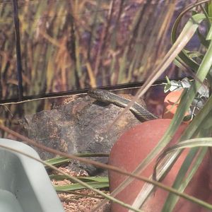 Giant Garter Snake