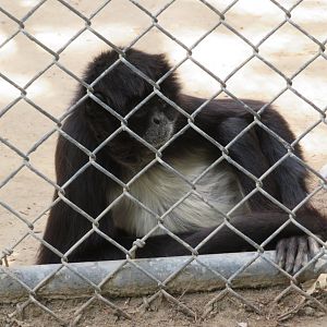 Geoffroy's Spider Monkey