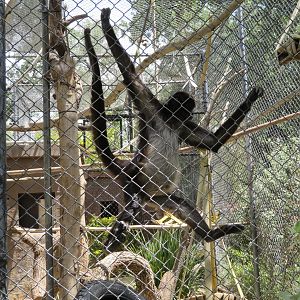 Spider Monkey Climbing Mesh