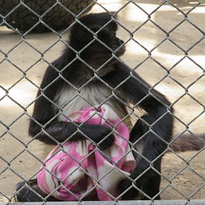 Spider Monkey w/ Blanket