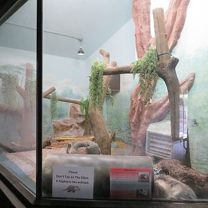 Virginia Opossum Exhibit