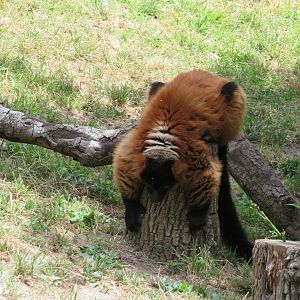 Red Ruffed Lemur