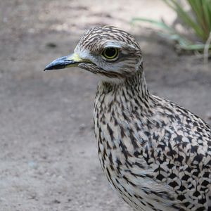 Spotted Thick-knee